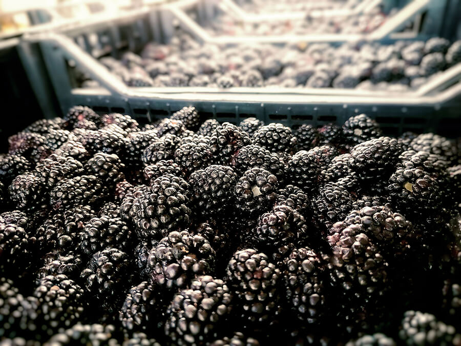 harvested blackberries