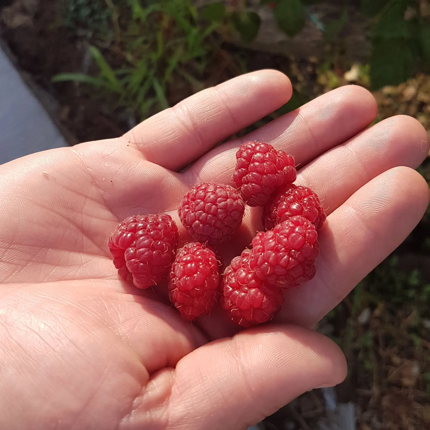 harvested raspberry
