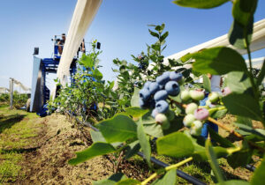 blueberry airharvester kokan 600t