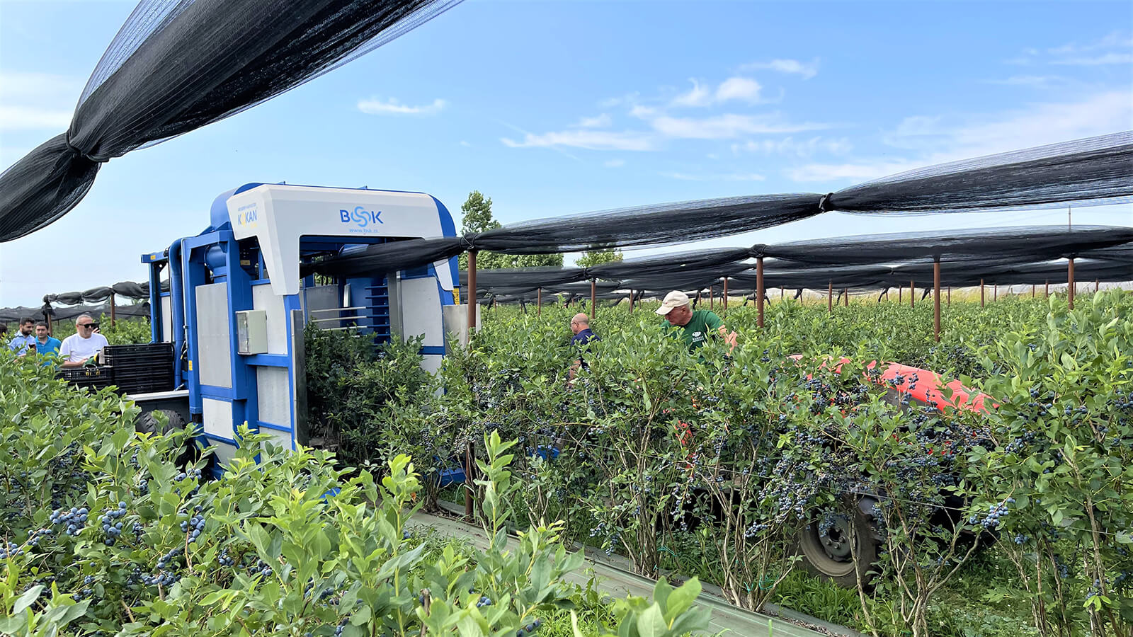 Revolutionizing Blueberry Harvesting Kokan 500l And The New Catching